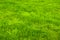 Fresh green manicured lawn close up. Clipped green grass background.