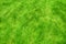 Fresh green manicured lawn close up. Clipped green grass background. Green lawn background.