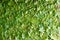 Fresh green maple leaf full frame texture