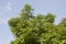 Fresh green Millingtonia hortensis leaf on blue sky