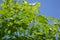 Fresh green Millingtonia hortensis plant in nature garden