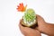 Fresh green miniature cactus tree gently held by a random person over a white background