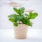 Fresh green mint potted on white shabby wooden background. Green
