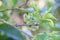 Fresh green Morus alba leaves in nature garden