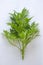 Fresh green mugwort herb