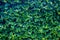 Fresh green nature leaves trees wall background