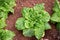 Fresh green oak butterhead lettuce salad plant, vegetable leave