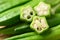 Fresh green okra, Organic vegetable, Asian food ingredients