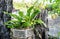 Fresh green orchid tree planted in a wooden pot