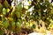 Fresh green organic bunch of mangoes hanging on a mango tree. view of mango orchard