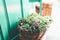 Fresh green organic herbs in wicker basket for sale at market