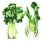 Fresh green pak choi, bok choy, chinese cabbage, green salad. Healthy vegetarian food, isolated, package design element