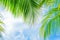 Fresh green palm tree foliage