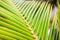 Fresh green palm tree leaves