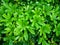 Fresh green palmate shape leaf of Dwarf umbrella leaves in the garden, top view photo for background