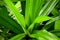 Fresh green pandan leaves, herbal ingredient for cooking or dessert