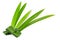 Fresh green pandan leaves  Pandanus amaryllifolius come