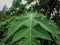 Fresh green papaya leaves