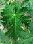 Fresh green papaya leaves in the garden