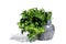 Fresh green parsley in a bouquet stands in a mortar on a white isolated background.