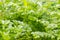 Fresh green parsley growing in garden. Parsley macro. Parsley bed. Natural herb planting. flavoring herbs growth. Parsley backgrou