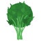 Fresh green parsley icon, vector illustration