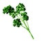 Fresh green parsley isolated, watercolor illustration on white