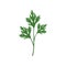 Fresh green parsley leaf, vegetarian healthy food, organic culinary aromatic herb vector Illustration on a white