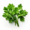 Fresh Green Parsley Leaves On White Background - Photorealistic Renderings