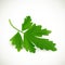 Fresh green parsley on a white background. Vector illustration.