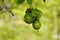 Fresh green passion fruit on vine from frame