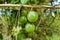 Fresh green passion fruit on vine from frame