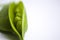 Fresh green pea pods with foliage on a white background. One pod is open, peas are visible.