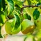 Fresh Green Pears On Pear Tree Branch, Bunch