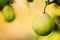 Fresh Green Pears On Pear Tree Branch, Bunch