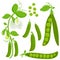 Fresh green peas collection. Vector illustration