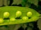 Fresh green peas on wood background.  peas, pods and leaves set. Healthy food. Macro shooting.