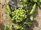 Fresh green peas young in bowl, on wood table, top view, seeds, pods, sprouts.