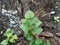 Fresh green Peperomia Pellucida plant  on nature background