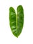 Fresh Green Philodendron burle marx leaf isolated on white background.