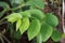 Fresh green Phyllanthus acidus leaves