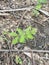 Fresh green Phyllanthus niruri plant in nature garden