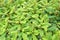 Fresh green phyllanthus pulcher plant in nature garden