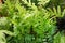 Fresh green Phymatosorus Scolopendria Golden Twisted fern.