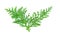 fresh green pine leaves , Oriental Arborvitae, Thuja orientalis also known as Platycladus orientalis leaf texture on white back