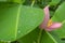 Fresh green pinnately parallel venation leaf pattern with water droplets, pink petals of flowering Banana blooming