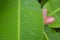 Fresh green pinnately parallel venation leaf pattern with water droplets, pink petals of flowering Banana blooming