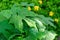 Fresh green pinnately venation pattern of tropical plant leaf  with water of rain droplets, blurry yellow petals of flowering