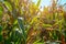 Fresh green, in places dried leaves and stems of a corn plant in a cornfield illuminated by bright sunlight. Ripening cornfield,