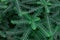 Fresh green plant close-up, Phyllanthus niruri plant herb in garden.